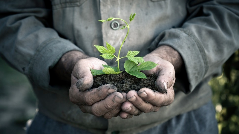 Illustration for article titled GMOs are one solution to an ancient puzzle